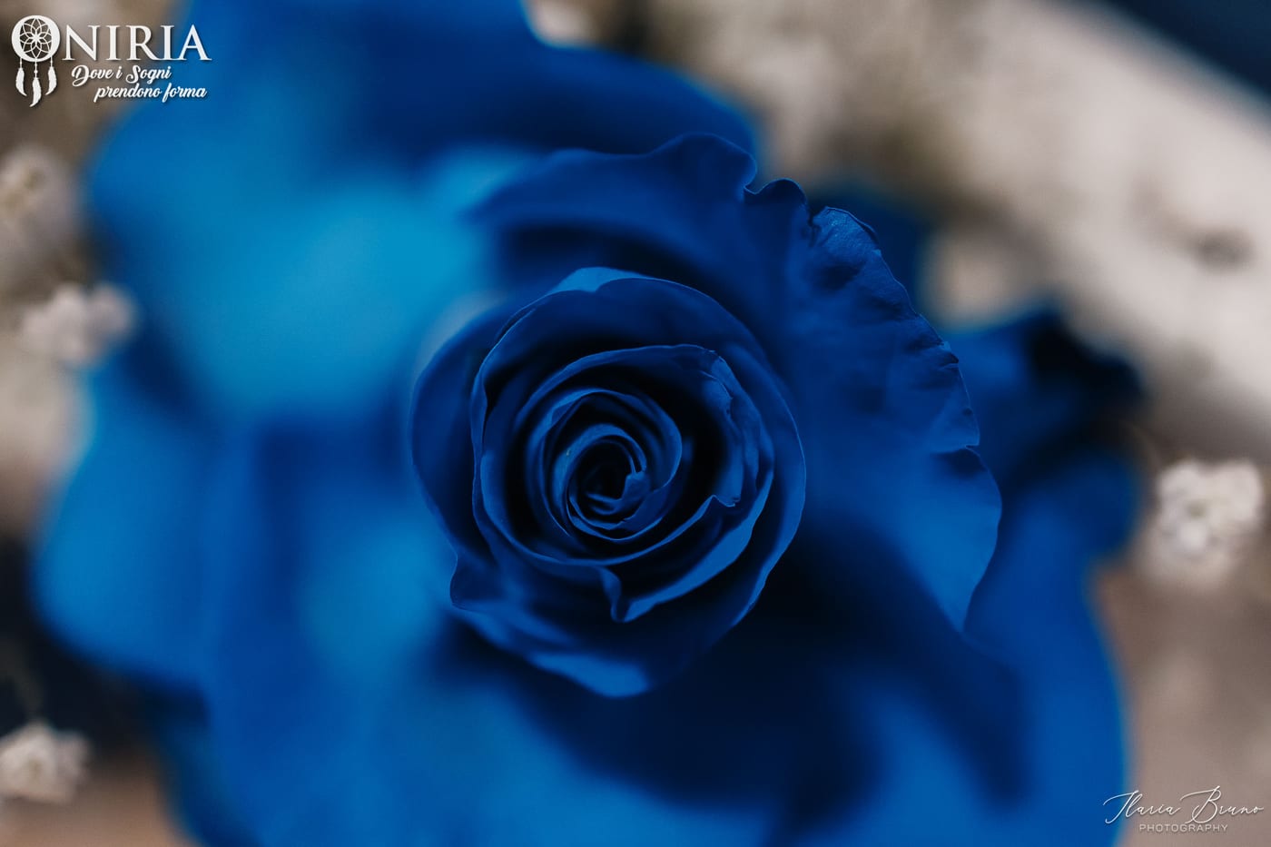 Dettaglio di una rosa blu tra la gypsophila, allestimento firmato Oniria